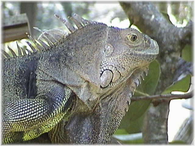 IGUANA 0110